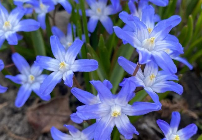 Glory of the Snow : Early Spring's Blue Carpet