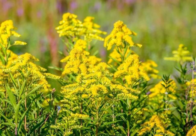 Goldenrod : The Golden Beauty of Late Summer
