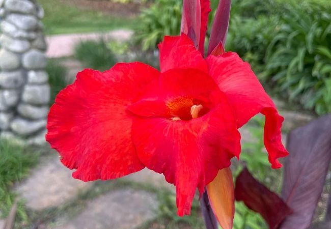 Growing Canna Lilies : A Colorful Addition to Your Garden