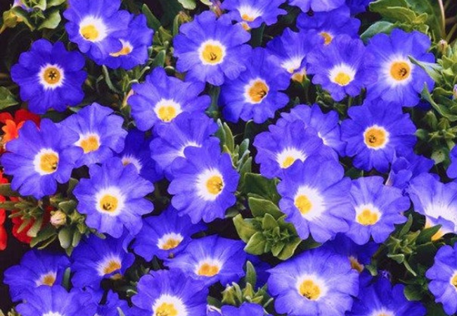 Growing Nolana Flowers : A Simple Guide for Garden Lovers