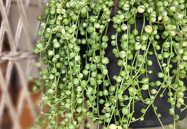 Growing String of Pearls : A Beginner's Guide