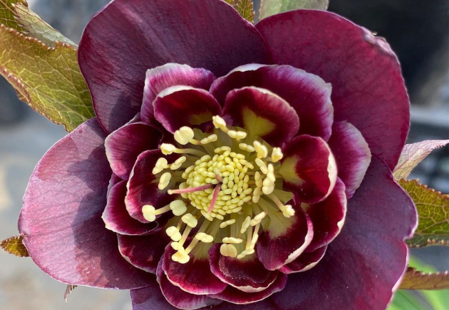 Hellebore Flowers : Winter's Beautiful Blooms