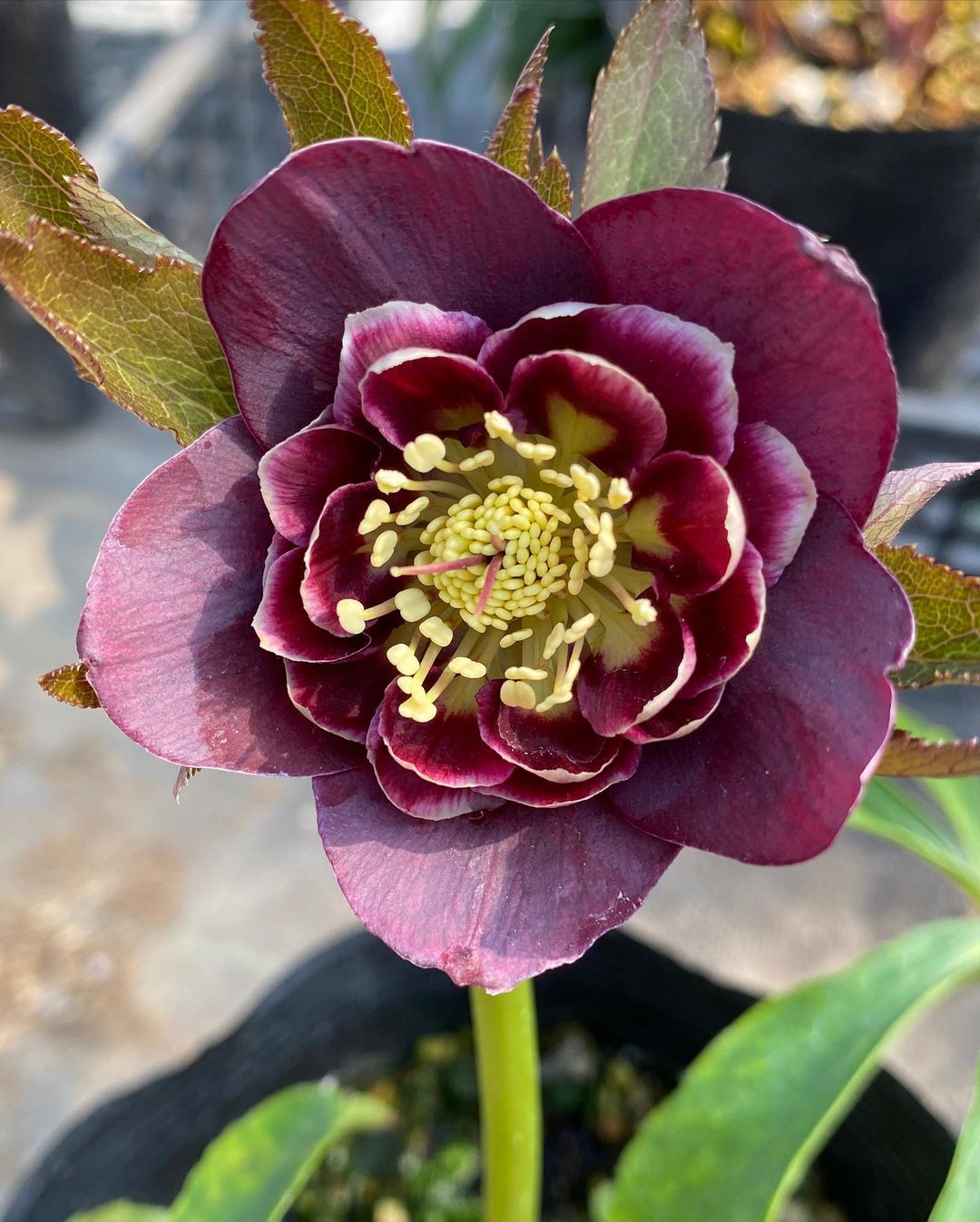Hellebores 