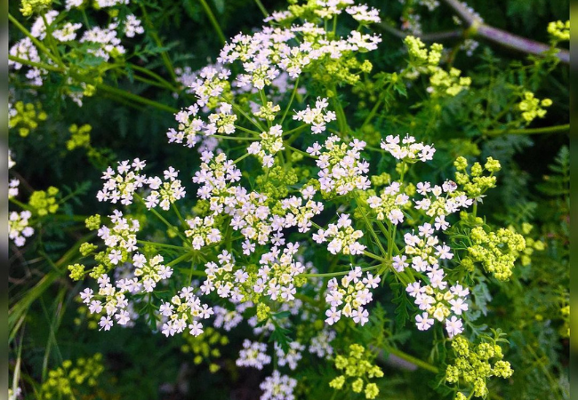 Hemlock : The Fascinating and Dangerous Flowering Plant