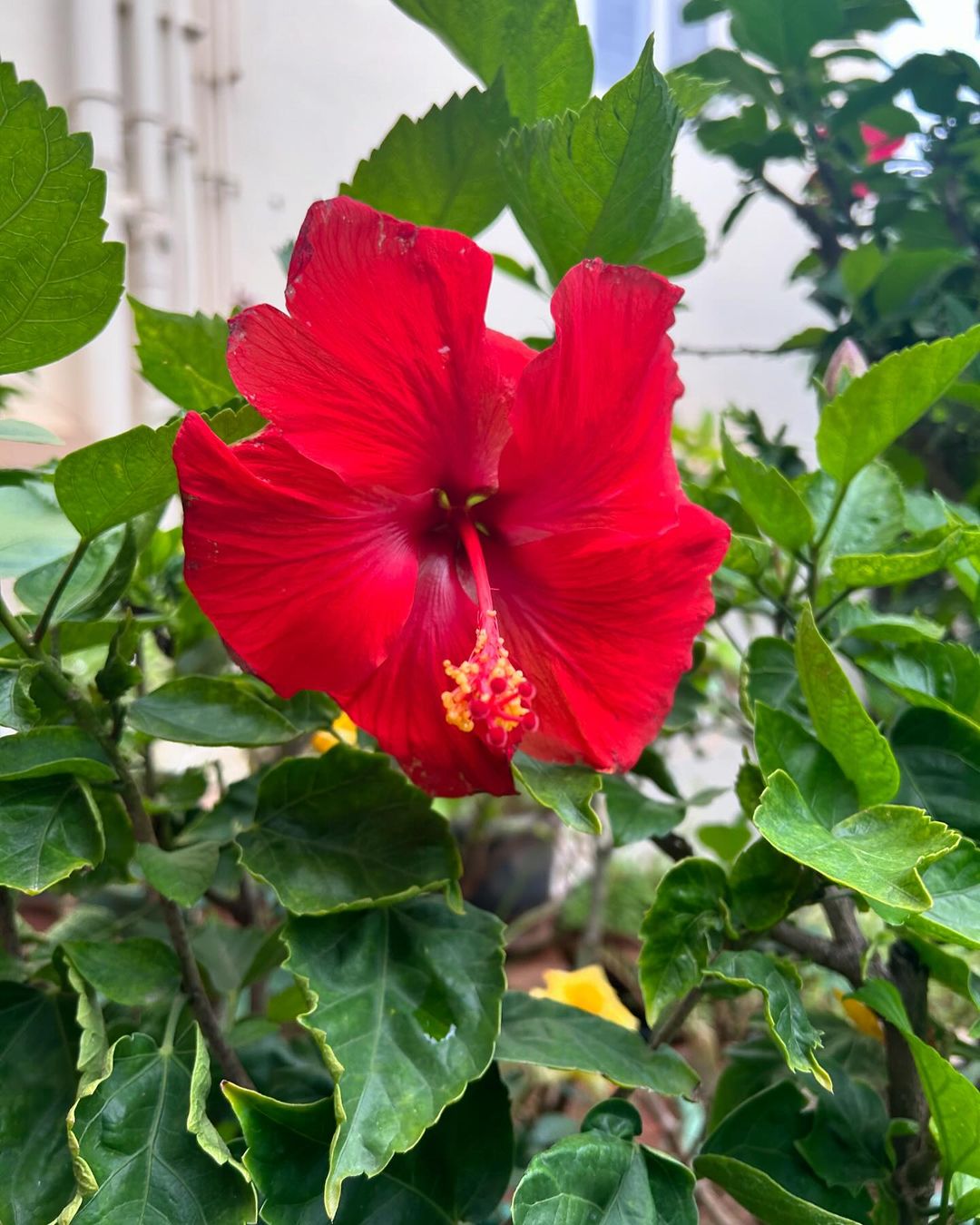 Hibiscus