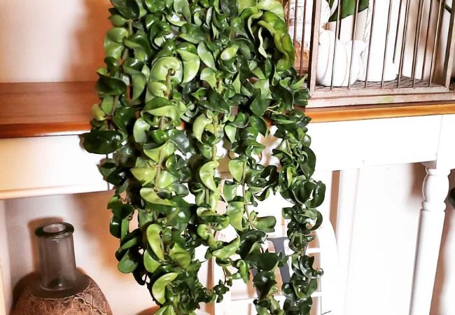 Hindu Rope Plant : A Unique Houseplant for Your Home