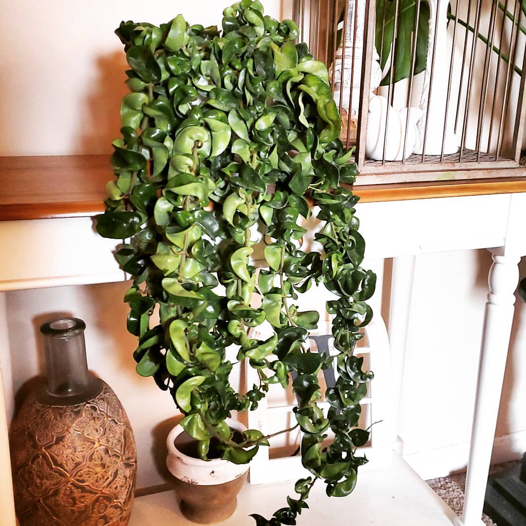 Image of a Hindu Rope Plant suspended from a shelf indoors.