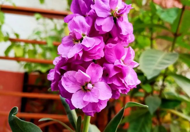 Hoary Stock Flower (Matthiola incana) : A Gardener's Guide