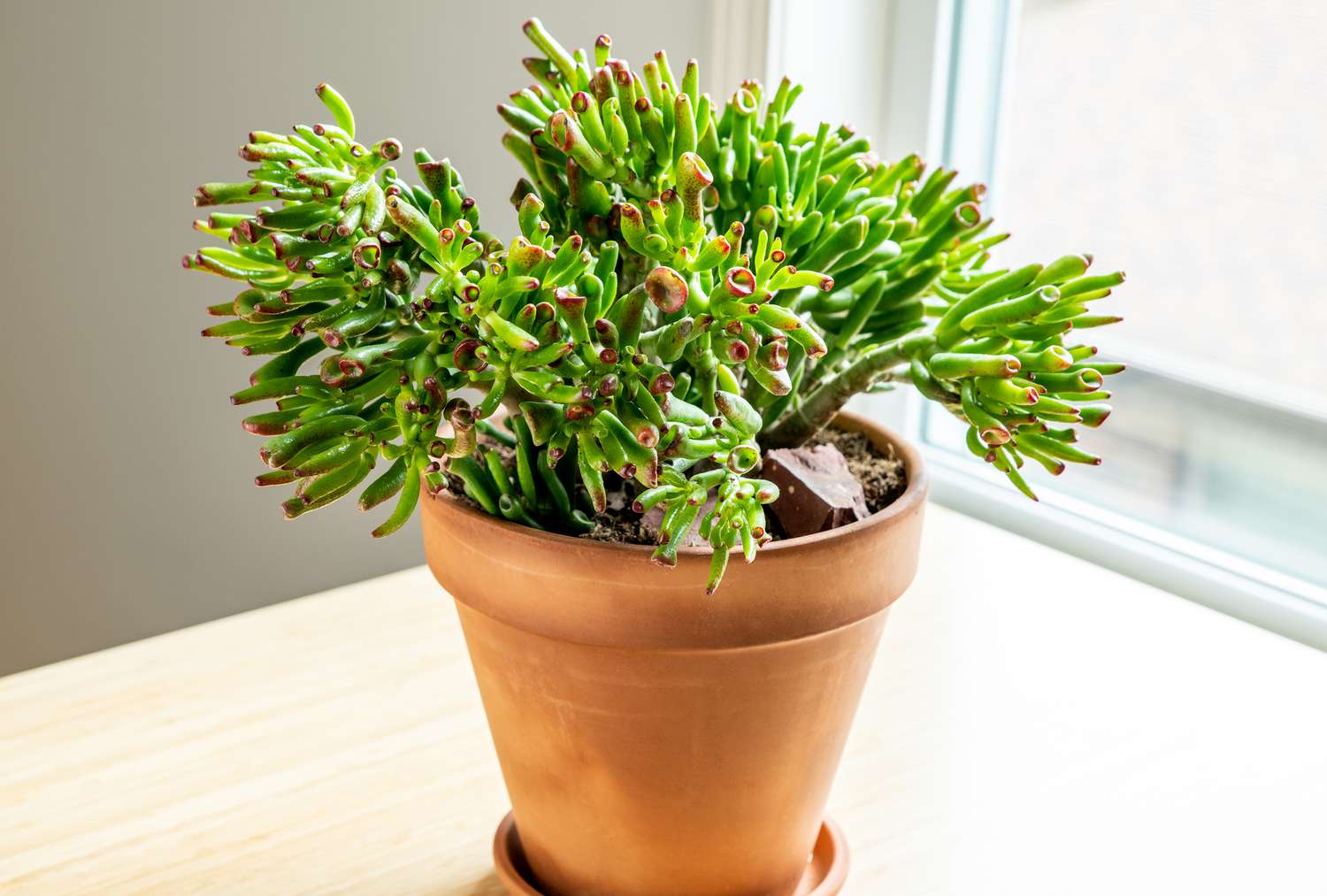 Hobbit Jade (Crassula ovata 