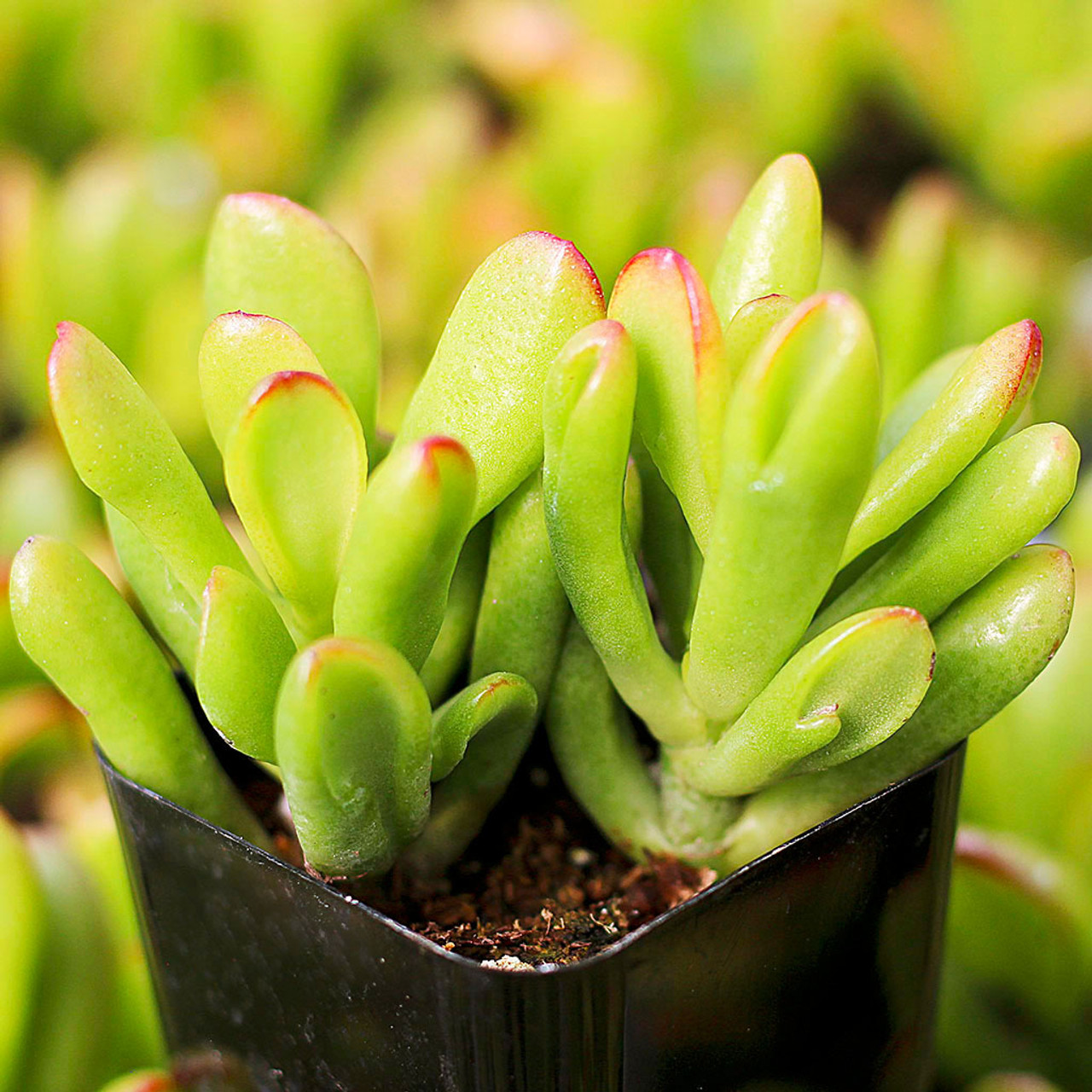 Hobbit Jade (Crassula ovata 