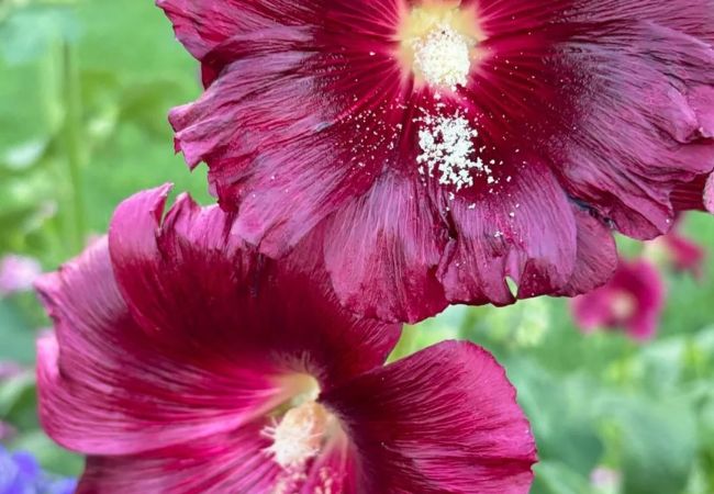 Hollyhocks : The Towering Beauties of Your Garden
