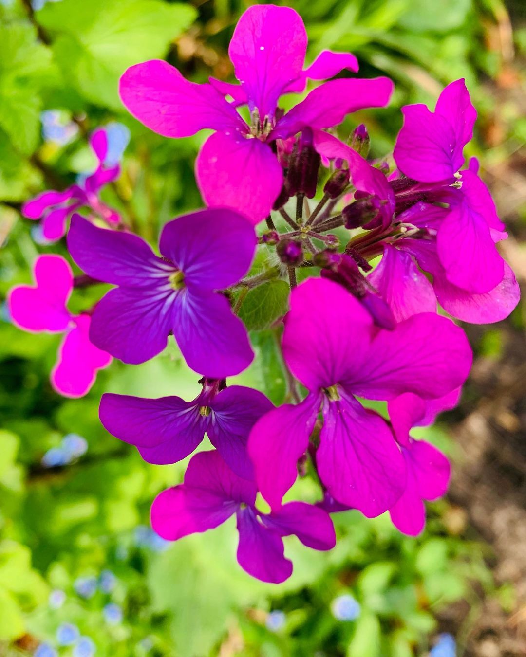 Purple flowers in the garden, including Honesty Flower.