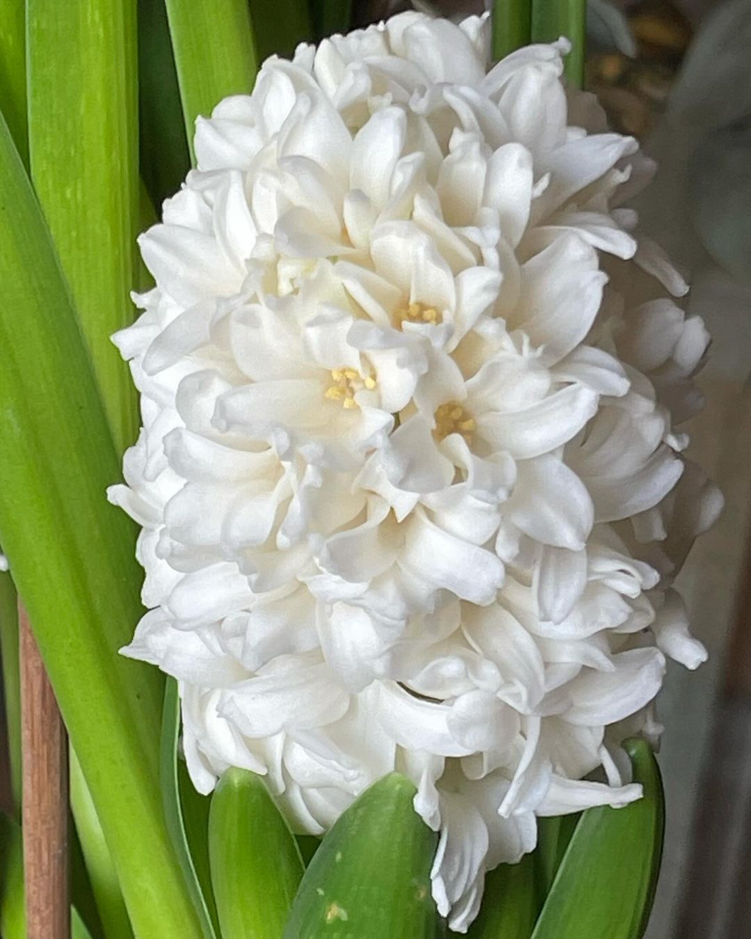 A white hyacinth flower in a vase.