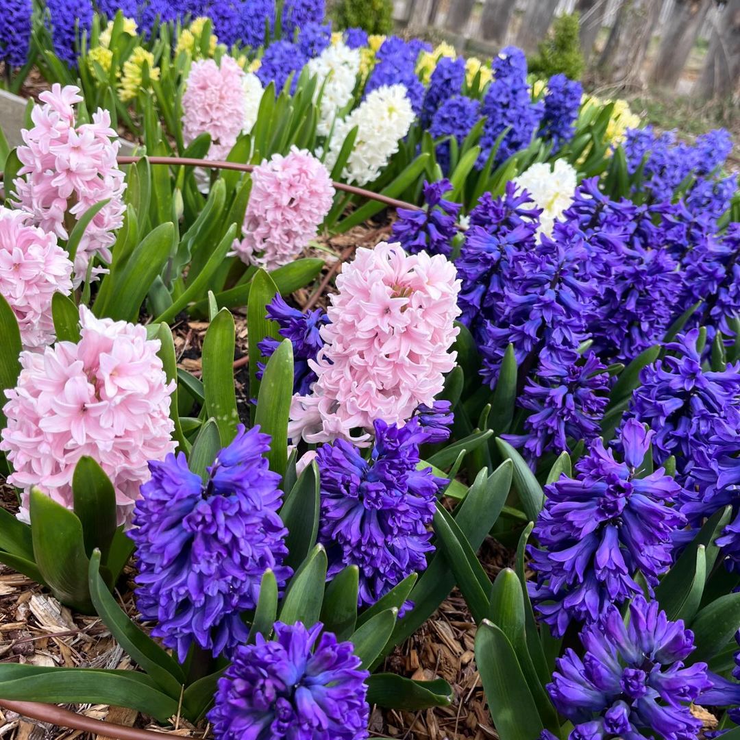 Hyacinths