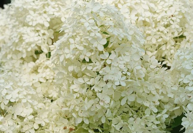 Hydrangeas : Beautiful, Colorful Shrubs for Your Garden