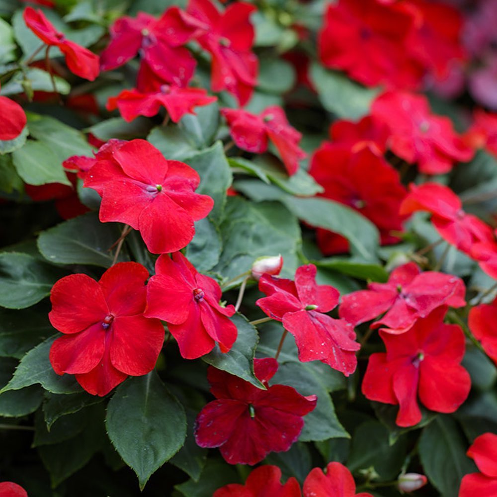 Impatiens