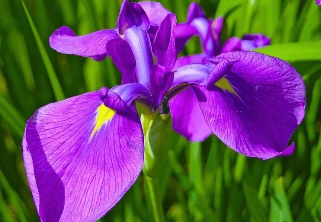 Iris Flowers : A Colorful Guide