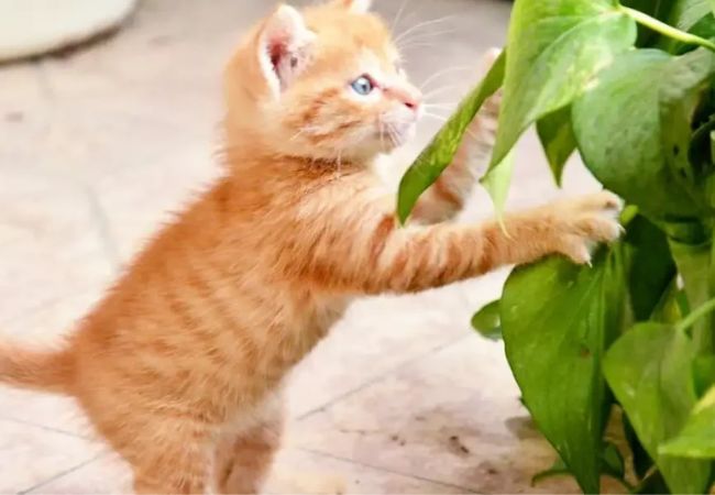 Pothos Toxic to Cats: What Every Cat Owner Needs to Know