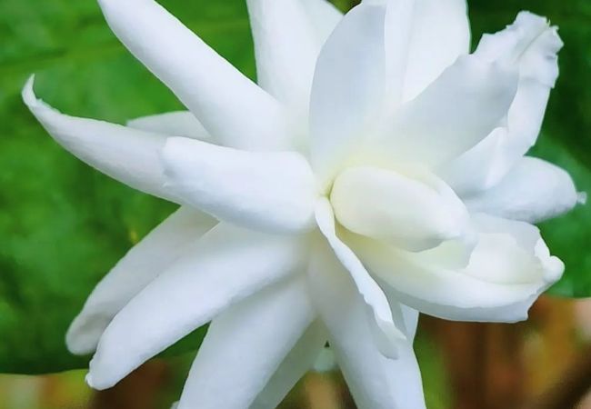 Jasmine Flowers: A Gardener’s Guide to Beauty, Fragrance, and Meaning