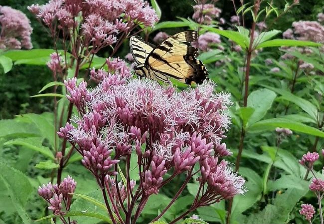 Joe-Pye Weed : Nature's Towering Beauty
