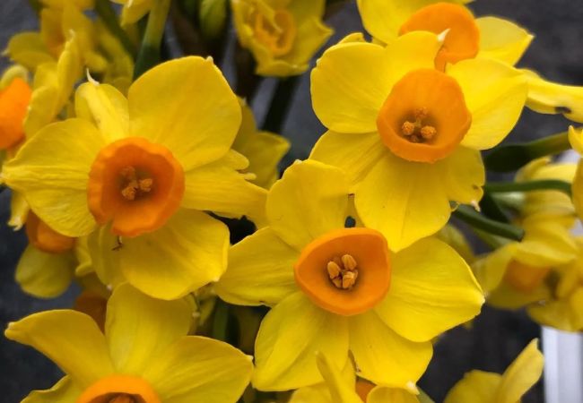 Jonquils : Spring's Golden Trumpets