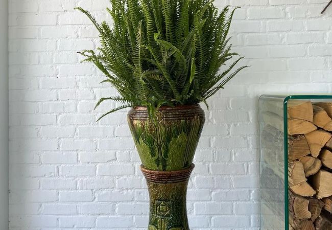 Kimberly Fern Care: The Ultimate Guide to Growing Nephrolepis obliterata