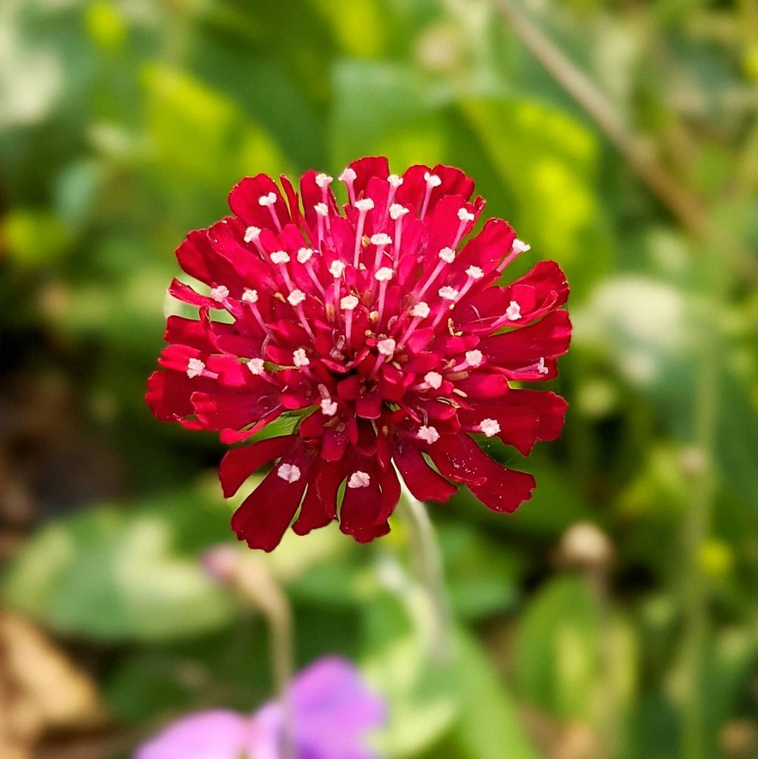 Vibrant red Knautia blossom with white dots.