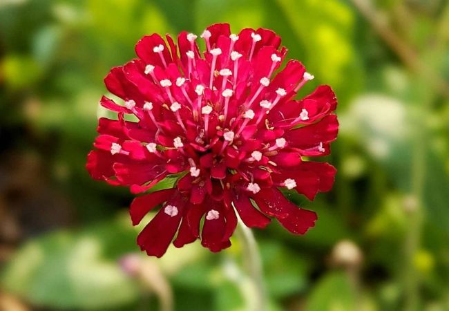 Knautia : The Charming Pincushion Flower