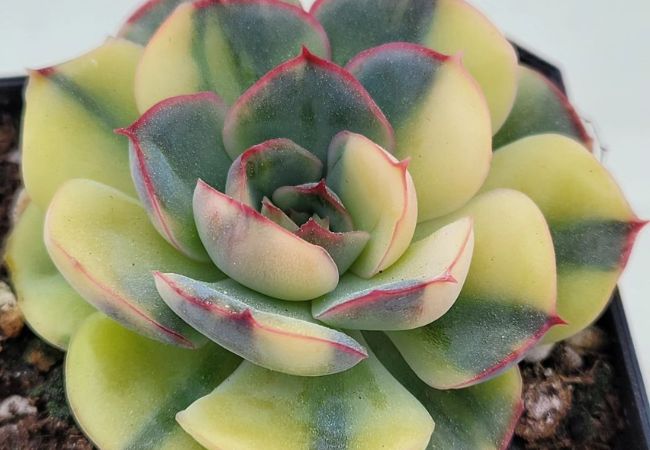 Korean Succulents : A Comprehensive Guide