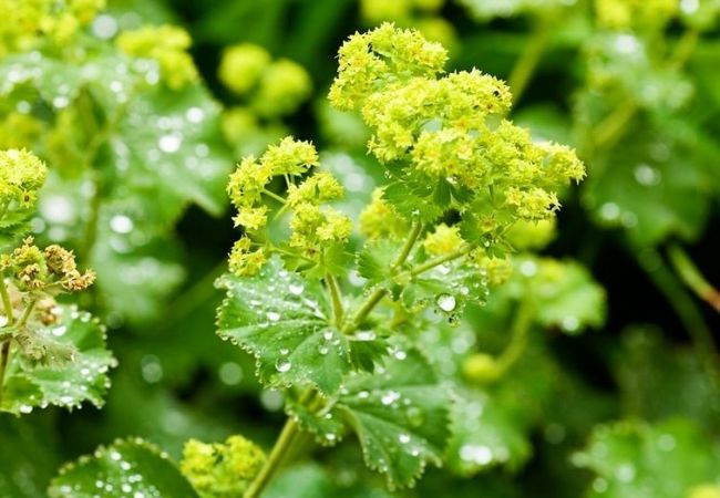 Ladys Mantle : A Charming and Versatile Garden Gem