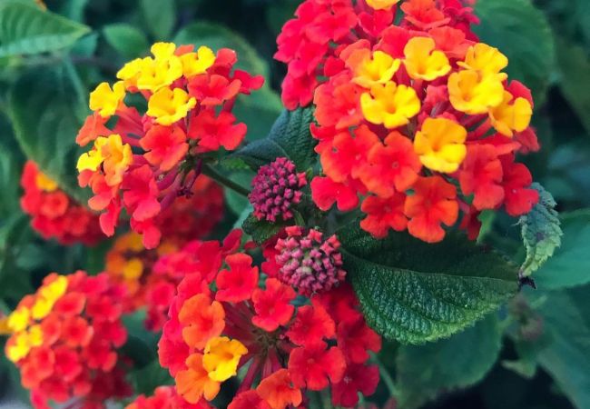 Lantana Flowers : Colorful, Hardy & Perfect for Your Garden