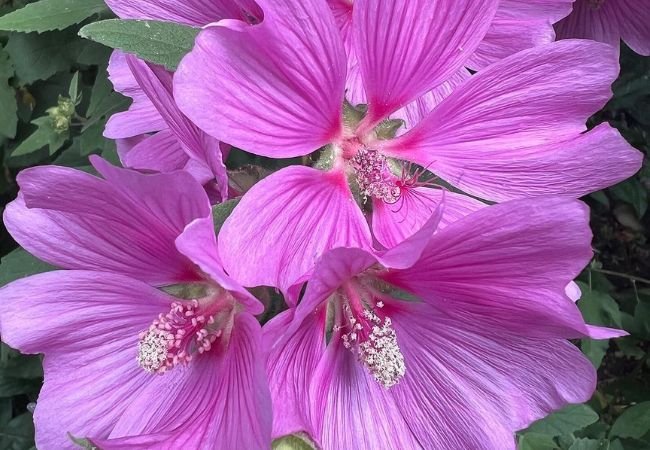 Lavatera Flowers : Beautiful, Easy-to-Grow Mallow Marvels
