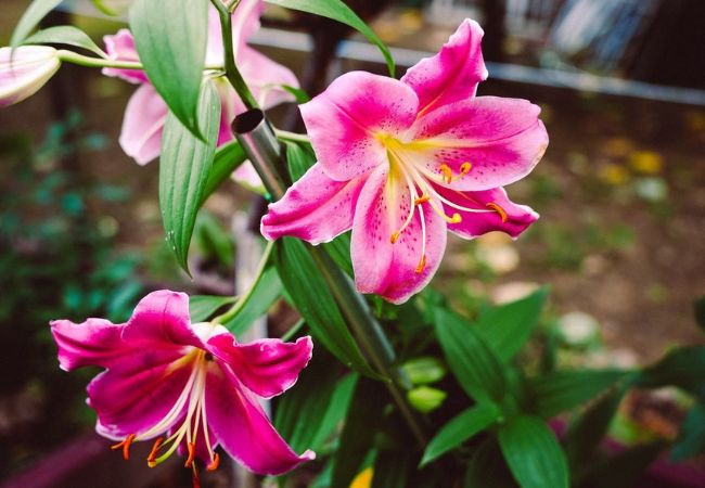 Lily Flowers :  Elegant Blooms for Every Garden