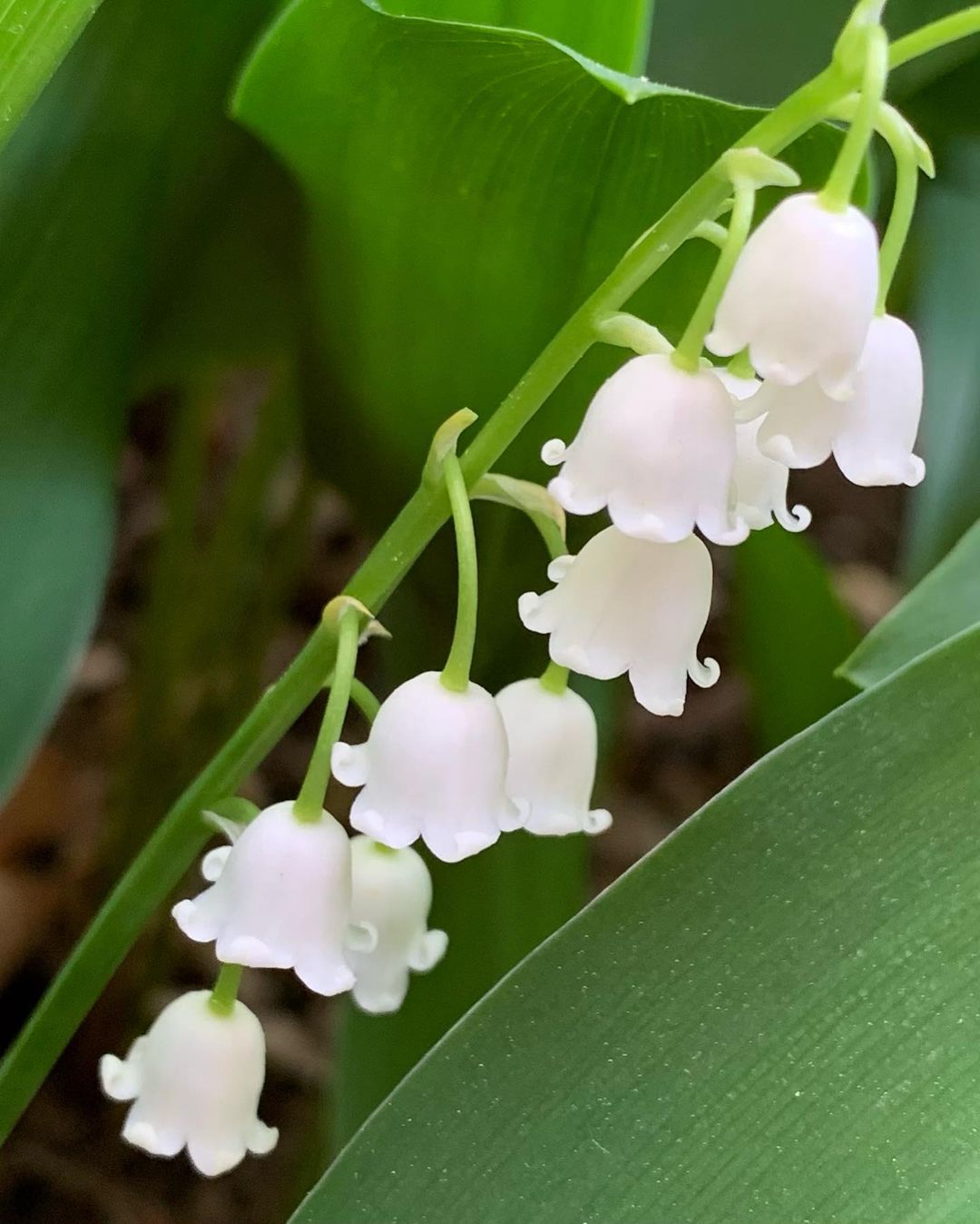 A close-up image of white Lily of the Valley flowers in bloom.