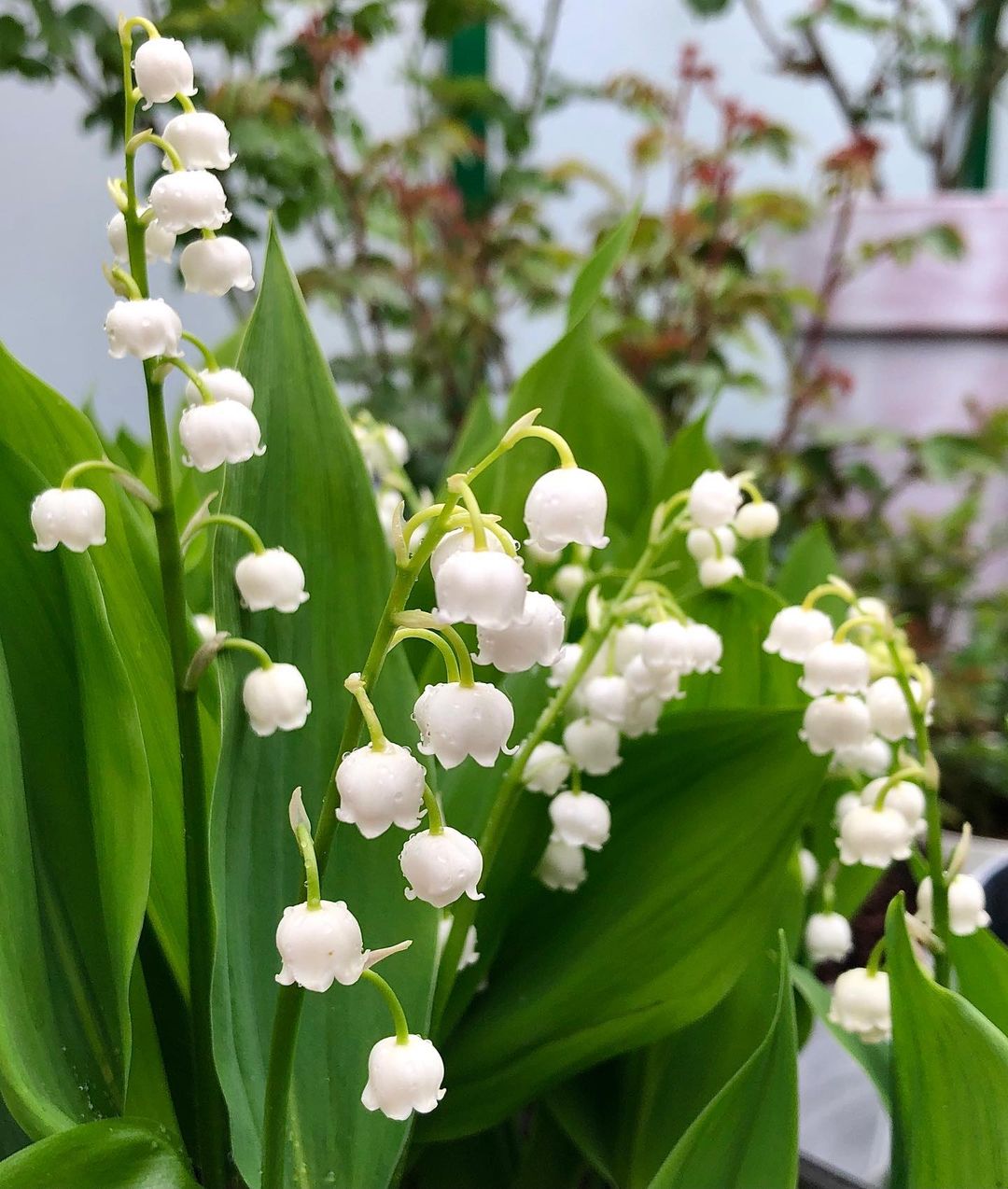 Blooming Lily of the Valley flowers in a garden.