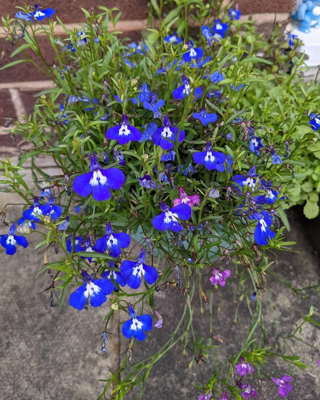 Trailing Lobelia