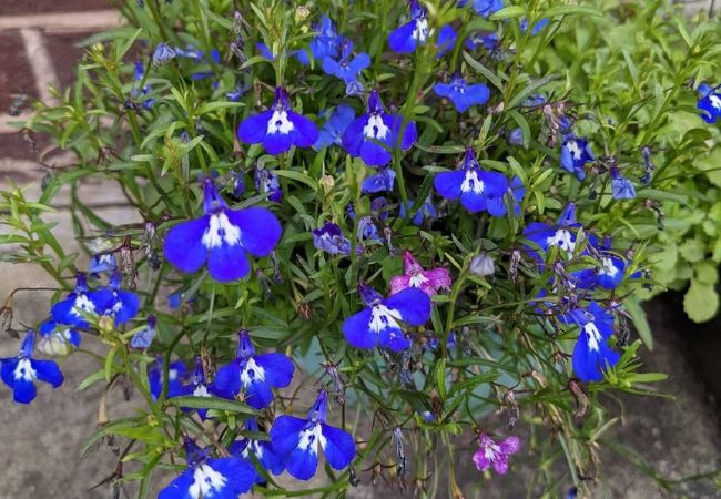 Lobelia : The Versatile, Colorful Gem for Your Garden