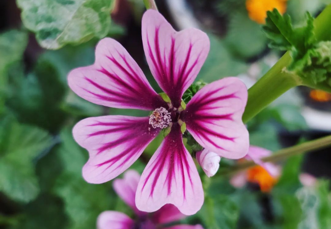Mallow Flowers : Charming and Versatile Garden Gems