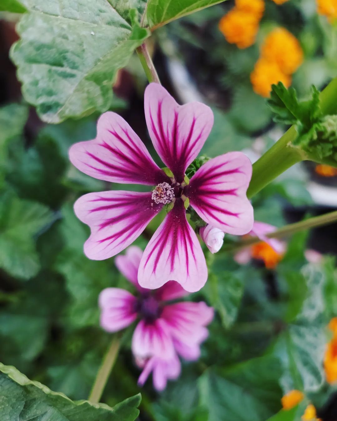 Purple and white petals of Mallow Flowers up close.