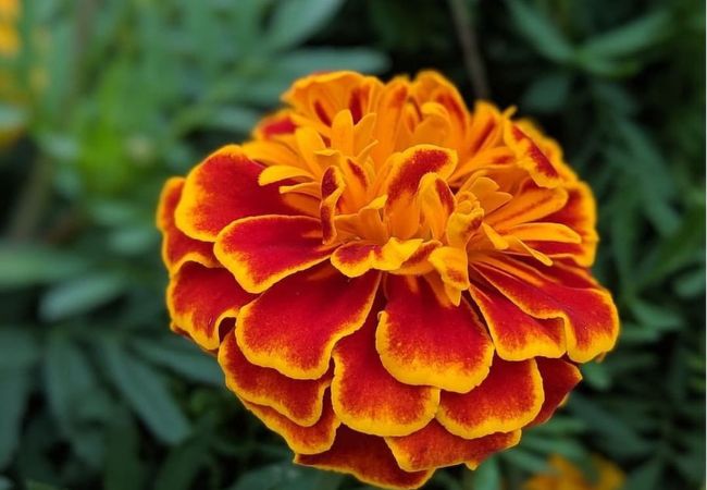 Marigolds : Bright and Easy Garden Favorites