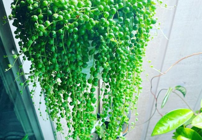 Hanging Succulent Plant Care: A Complete Guide for Beginners