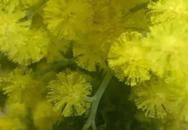 Mimosa : The Touch-Me-Not Plant That's Fun to Grow