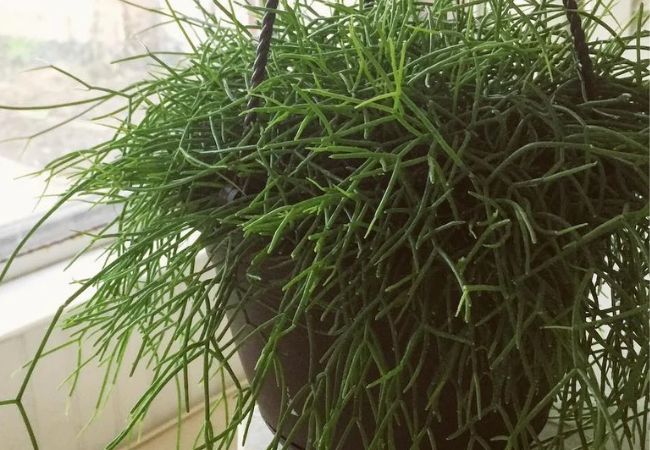 Mistletoe Cactus : The Perfect Hanging Plant for Your Home