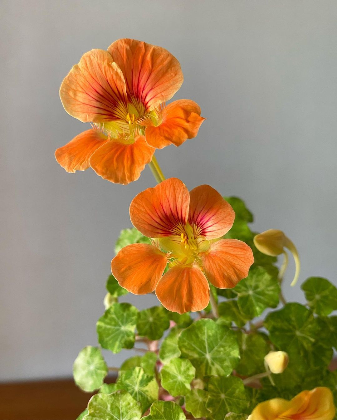 Nasturtiums