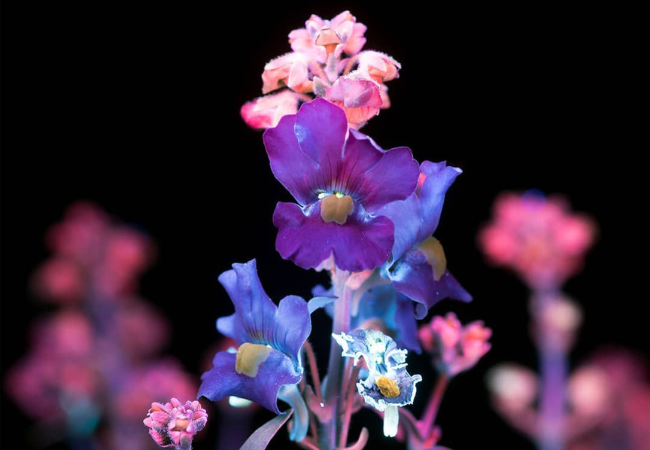 Nemesia : The Cheerful, Easy-to-Grow Flower for Your Garden