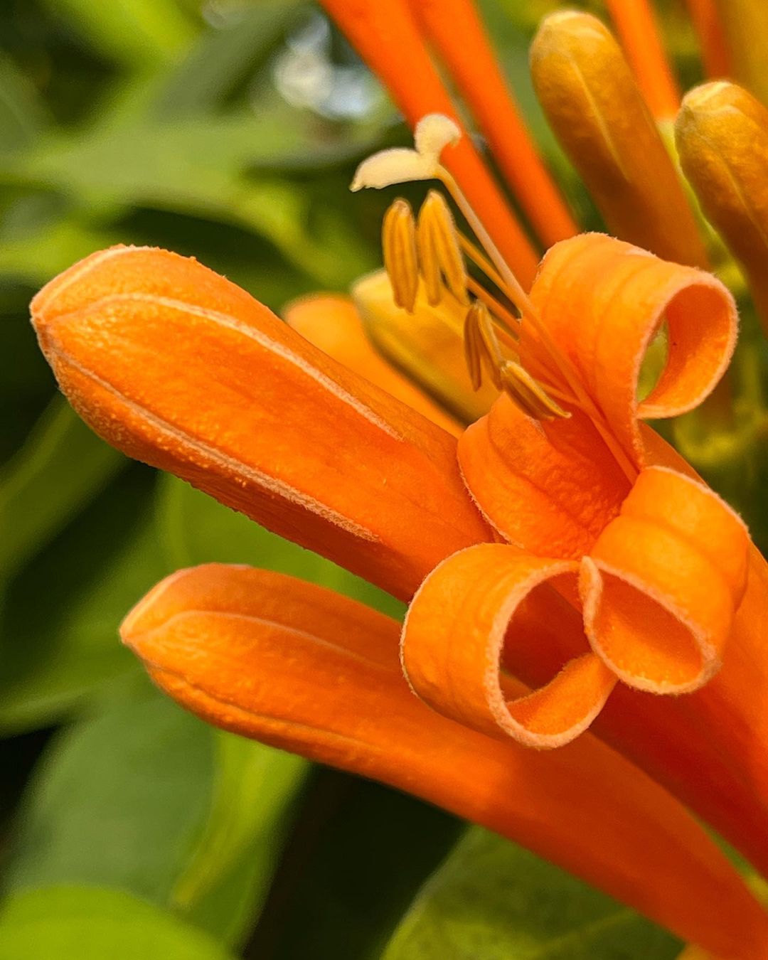 Bright orange flowers of Orange Trumpet Vine set amidst verdant green leaves.