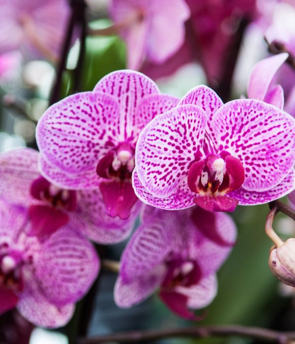 Orchid flowers