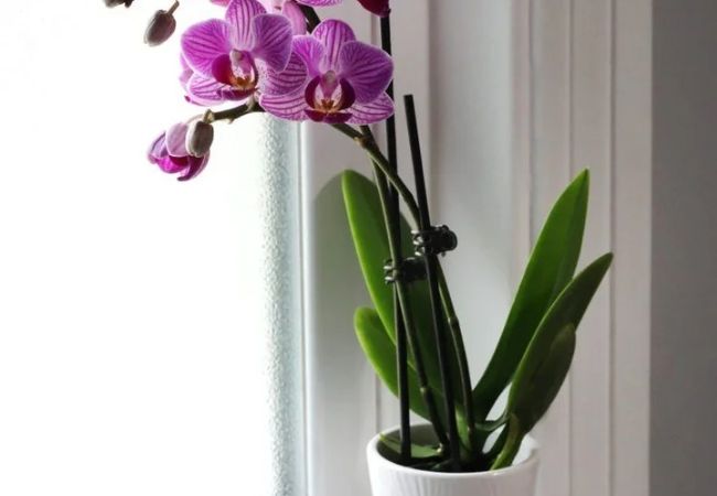 Orchids : How to Grow and Care for These Beautiful Flowers