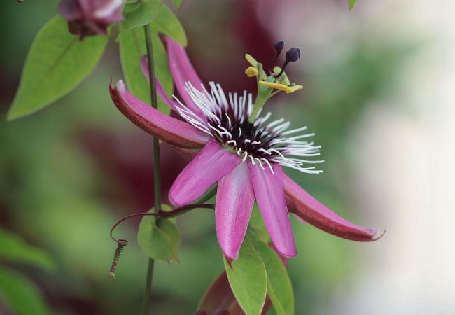 Passion Flower : A Exotic Beauty for Your Garden