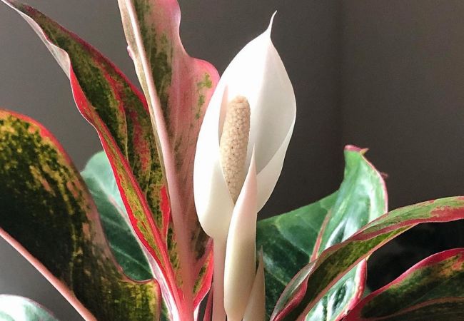 Peace Lily or Chinese Evergreen Flower : How to Differentiate and Care for Them